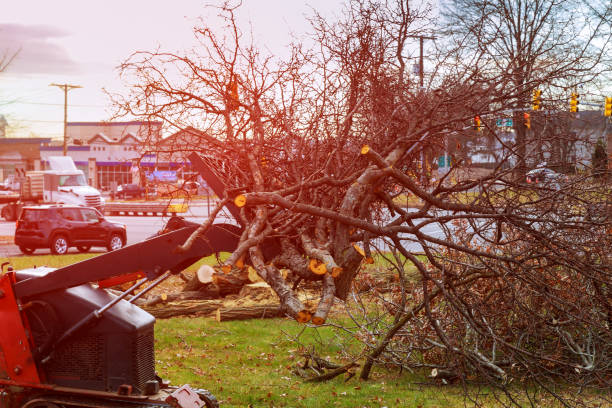 Best Seasonal Cleanup (Spring/Fall)  in Stockton, MO