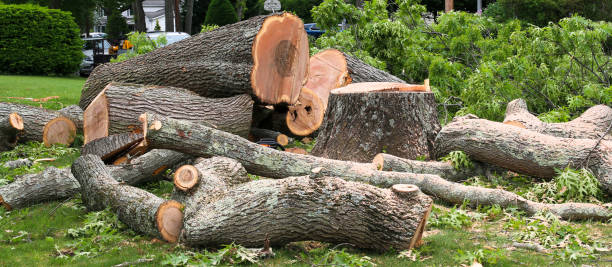 How Our Tree Care Process Works  in  Stockton, MO