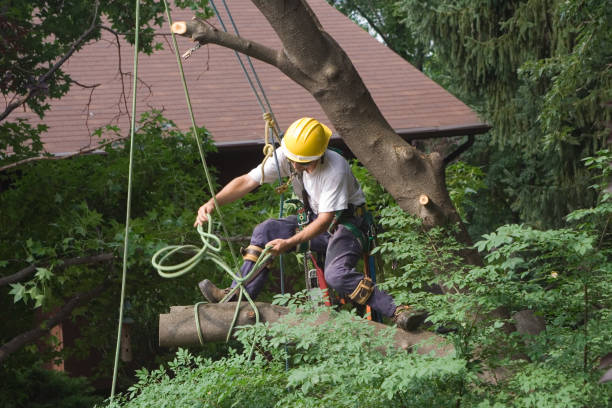 Best Tree Disease Treatment  in Stockton, MO