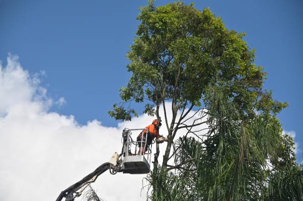 Best Tree Trimming and Pruning  in Stockton, MO