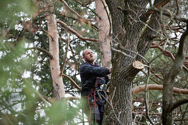 Stockton, MO Tree Care Company